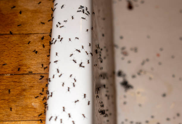 Best Bed Bug Extermination  in Dumfries, VA