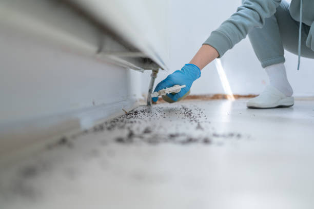 Best Local Pest Control Services  in Dumfries, VA